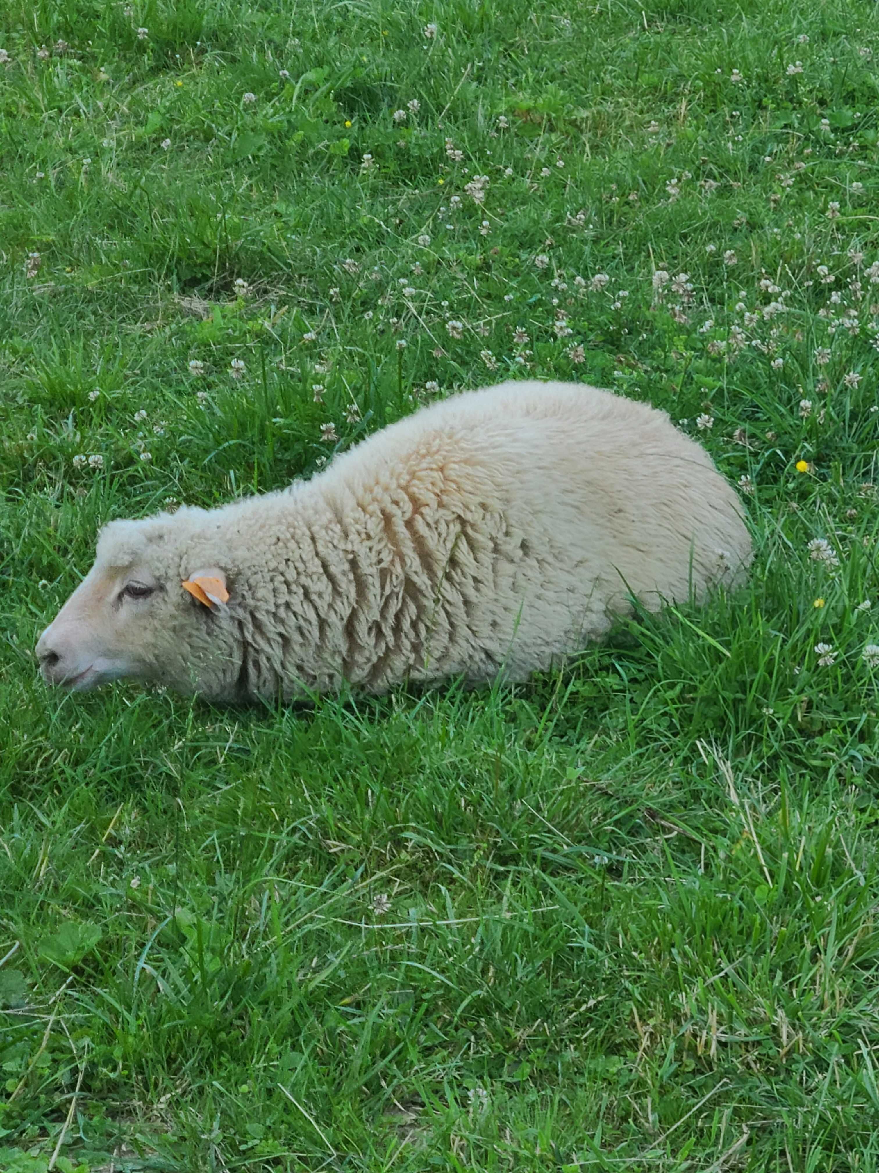 Owce Pogórza Jagnięta  (rasa mięsna)