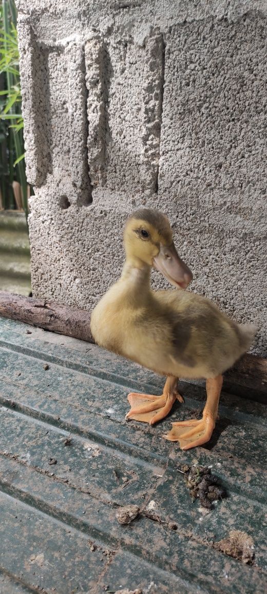 Tenho patinhos bebés Ruan