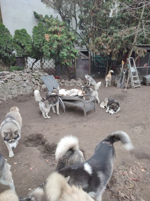 Oddam psy syberian  husky