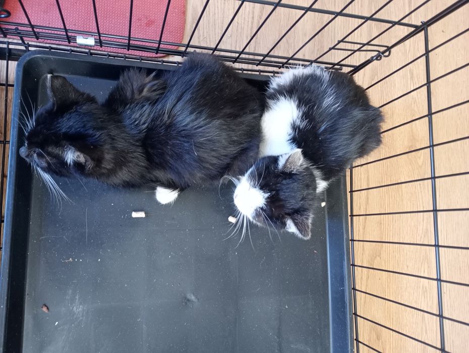 Oddam w dobre ręce dwa kocurki