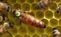 Бджоломатки матки Бакфаст плідні і не плідні