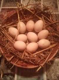 Jaja legowe kaczek francuskich