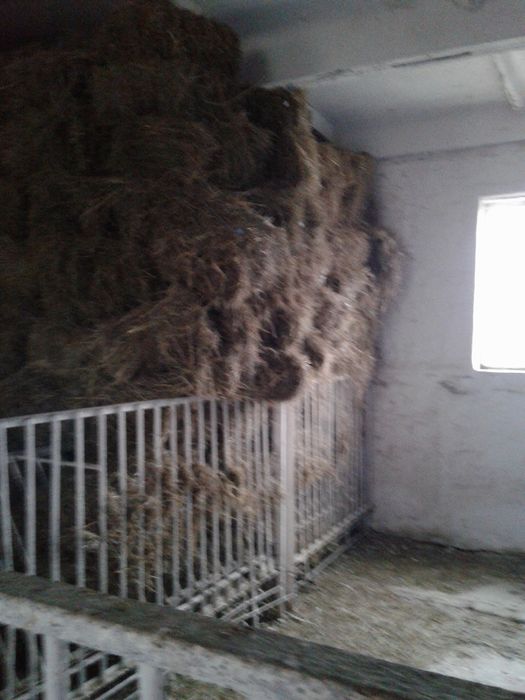 Продам отдельностоящую животноводческую ферму в Криворожском районе