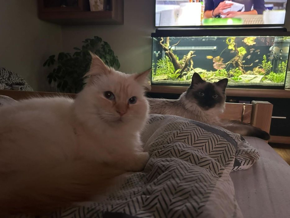 Koty (kocury) do adopcji