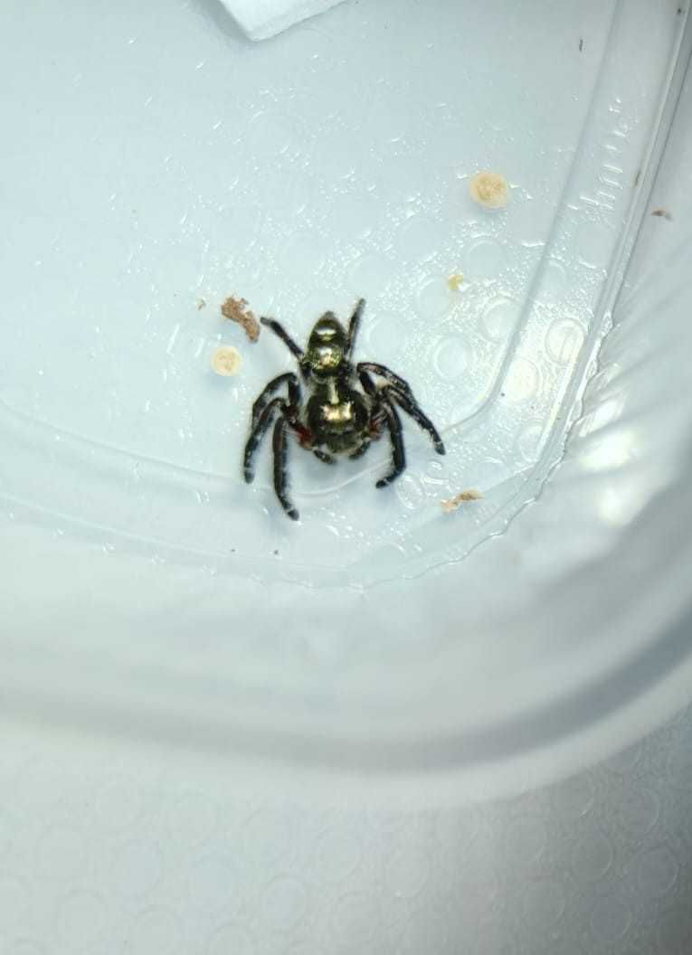 Skalní Hyllus diardi samce nie Phidippus