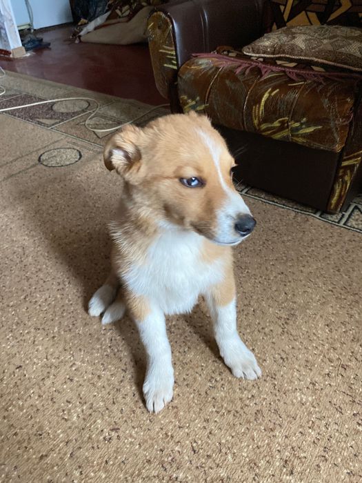 Продам собаку дуже мыла