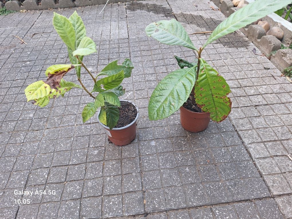 Duas plantas Nespereiras