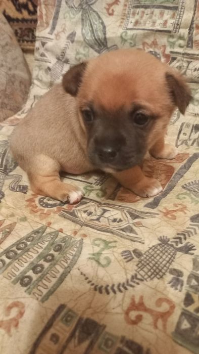 Віддам у добрі руки  малюсіньких песиків!!!