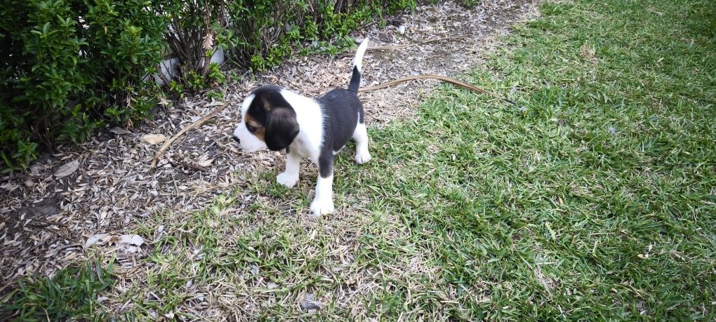 beagle criado em ambiente familiar disponível para entrega imediata d