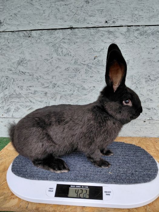 Króliki, samiec,czarny