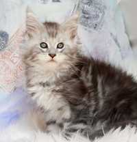 Kochany tygrysek maine coon