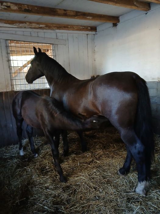 Sprzedam klacz śląską