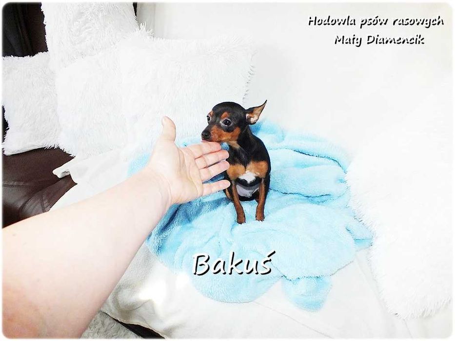Mały Piesek BAKUŚ Ratlerek /sarenka Pinczer miniaturowy 5m-cy Rodowód