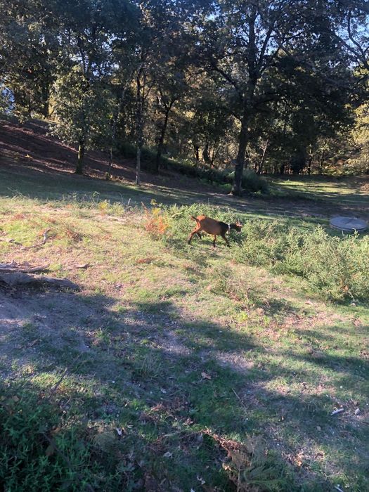 Cabras meigas e saudáveis