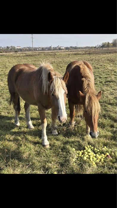 Продам. Гарні. Лошиці. 2,6років