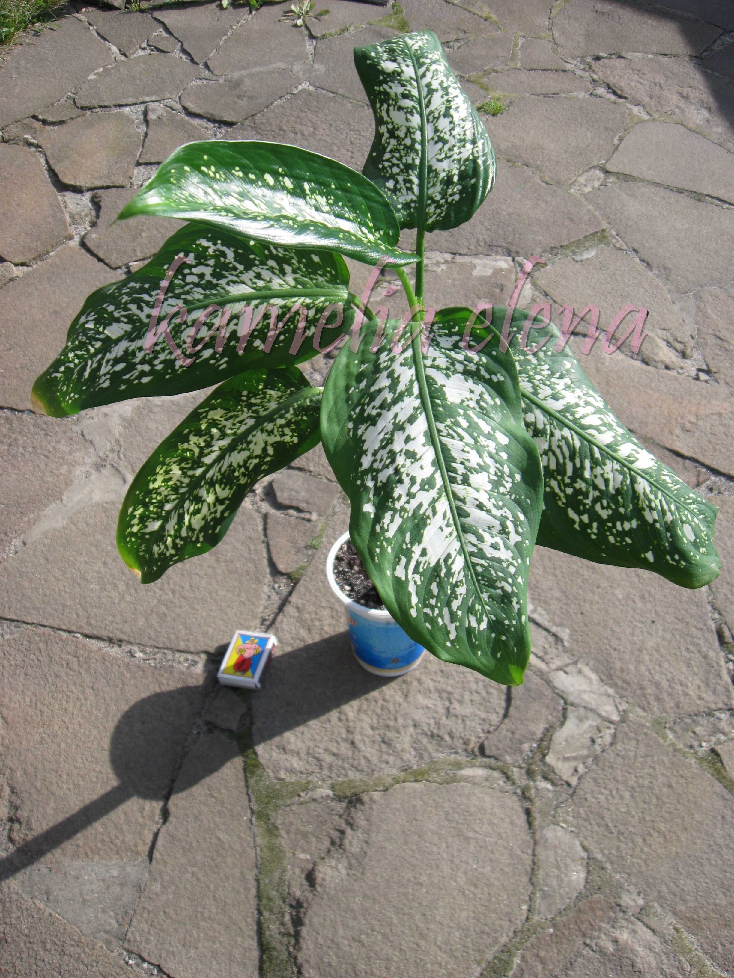 Диффенбахия декоративно-лиственное растение.