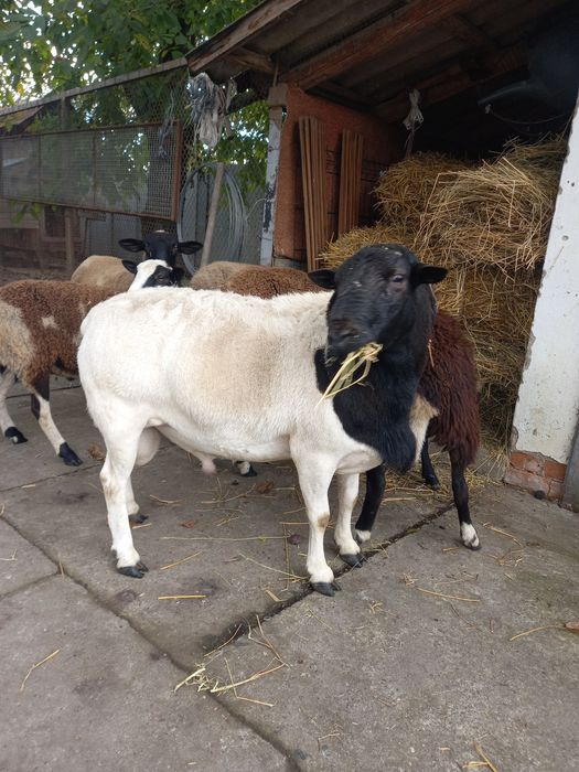 Продається баран дорпер.