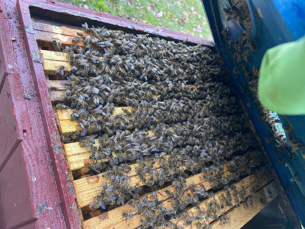 Odkłady pszczele 5 ramek wielkopolskie