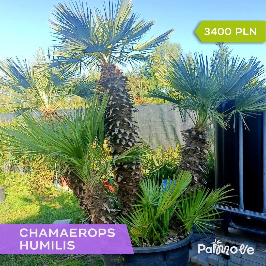 Palma Chamaerops Humilis - Karłatka