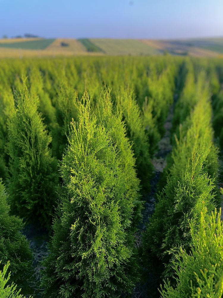 Gęsta TUJA SZMARAGD 100-110cm Producent*Sadzenie (tuje, thuje thuja)