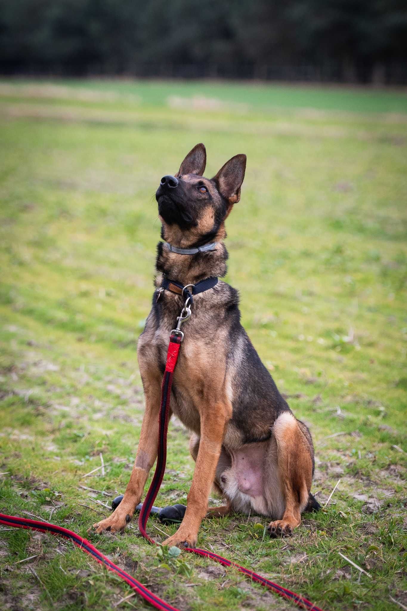 Uran - czysta energia. Owczarek belgijski malinois