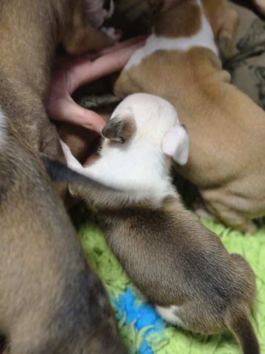 Rudy Samiec American Staffordshire Terrier Amstaff ZKwP FCI