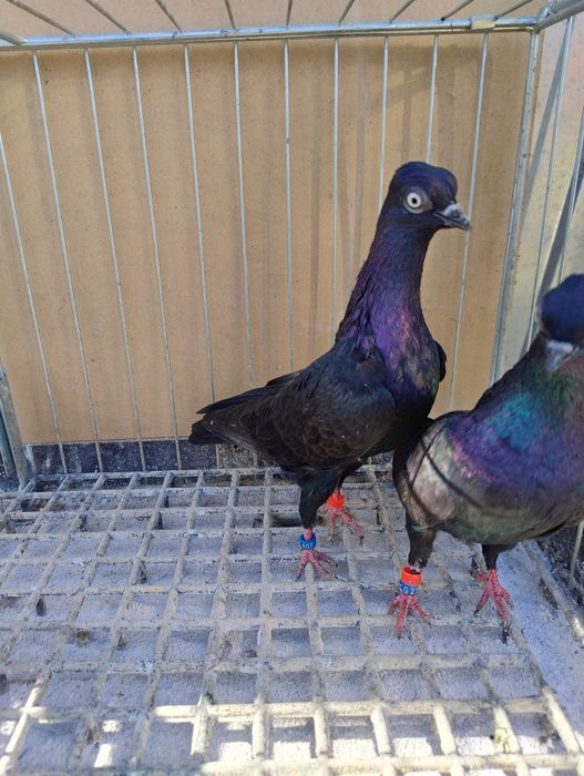 Wiedeńskie Gołębie ozdobne