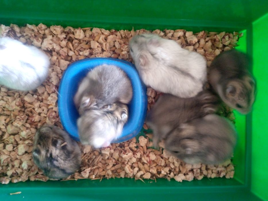 Джунгарский хомяк