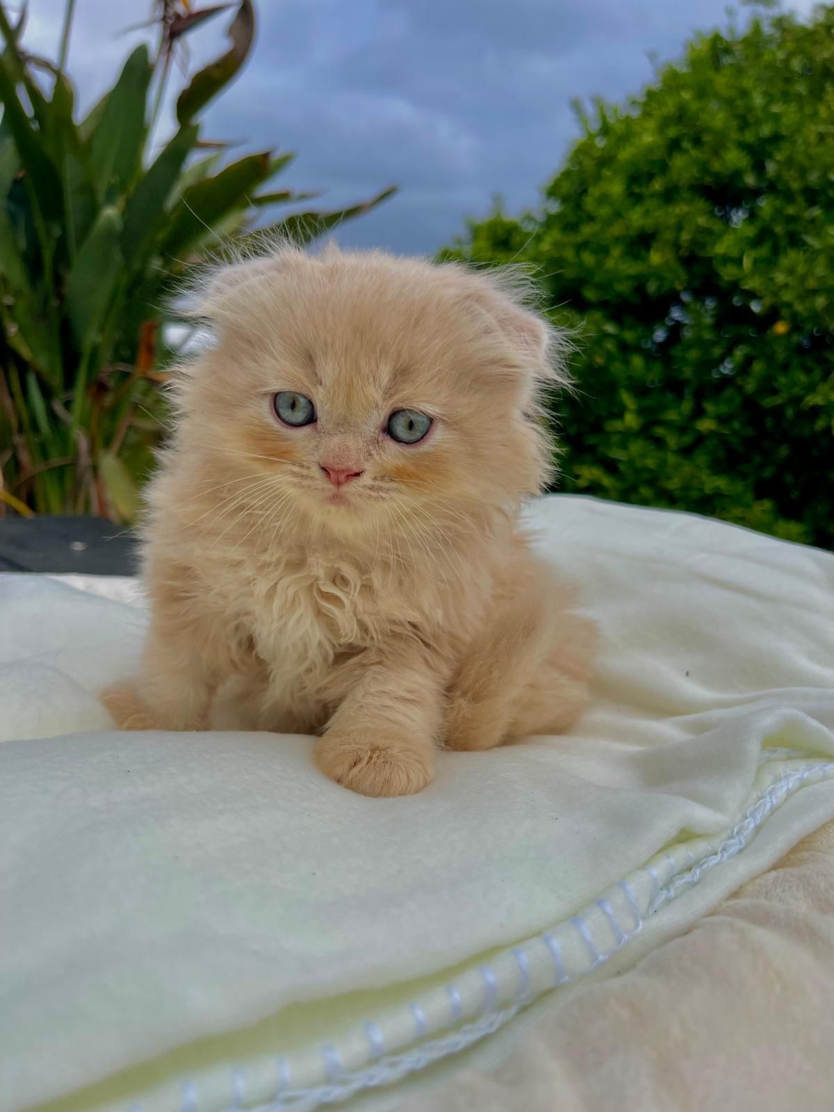 Gato Scottish Fold HighLand
