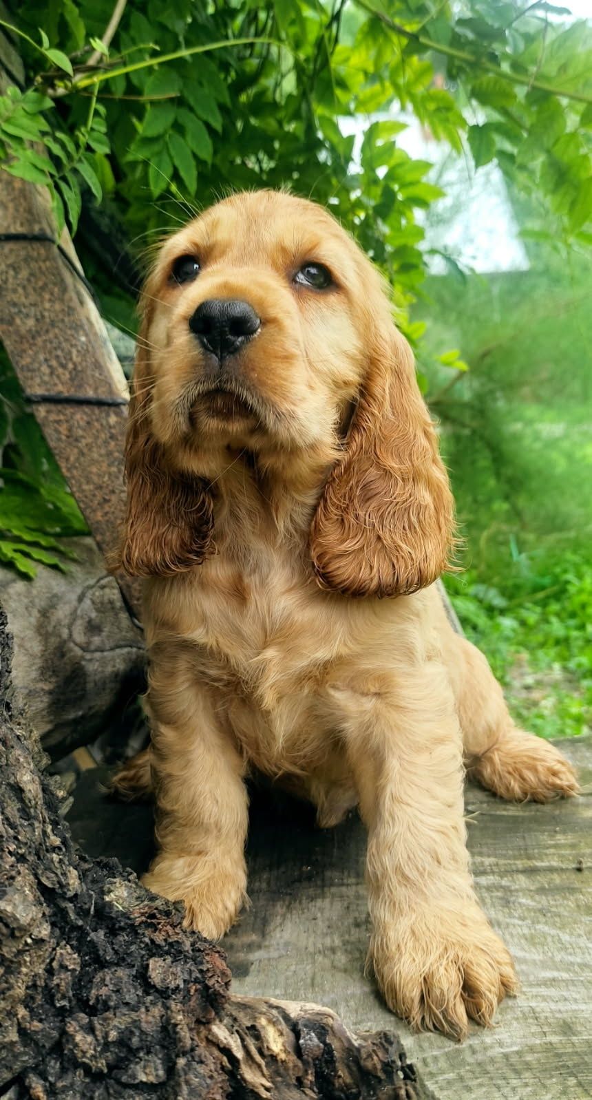 Piesek  złoty cocker spaniel