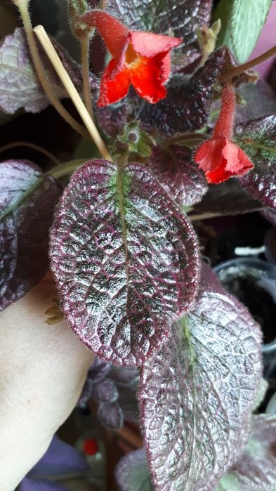 Эписция- Silver fog, Mondi rock.