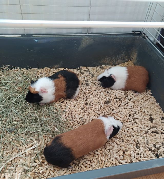 Świnki morskie cavia domowa