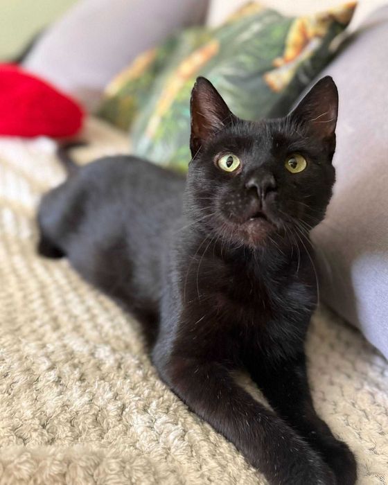 Rawek - piękny kocur gotowy do adopcji