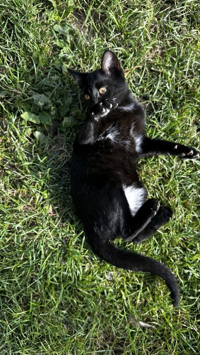 Kotka do adopji uwielbia byc głaskana