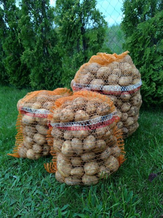 Ziemniaki Tajfun