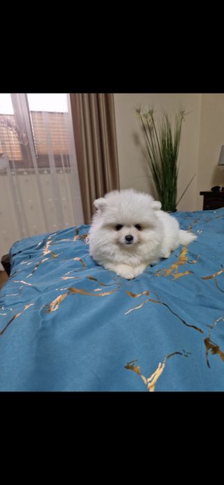 Szpic miniaturowy Pomeranian Boo 2xszczepienia legowisko I wyprawka