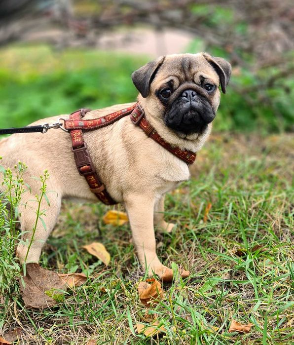 Дівчатка Мопса! Шикарні красуні!