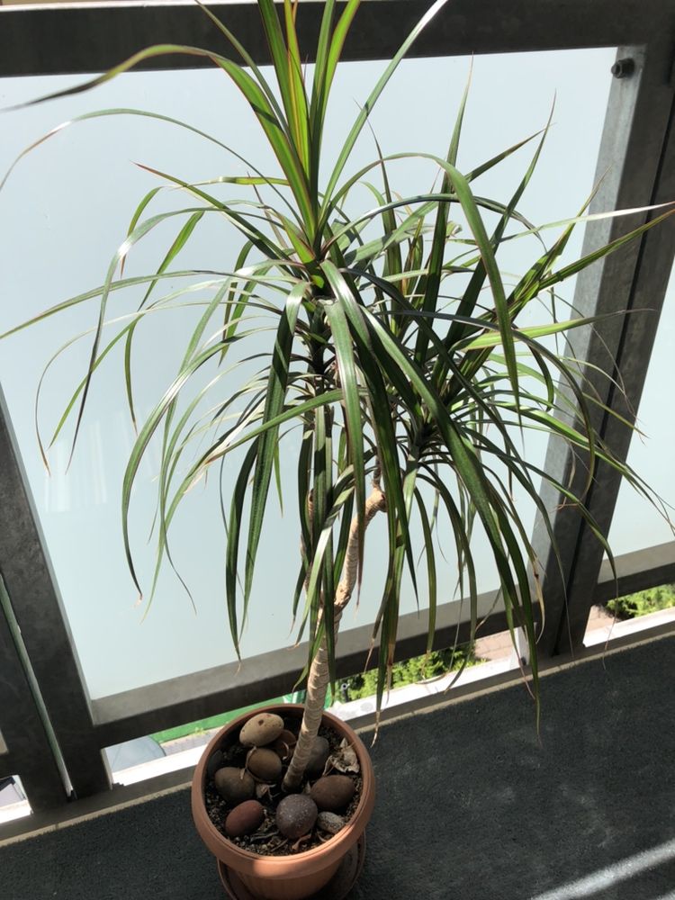 Dracea palma roslina doniczkowa smocza palma