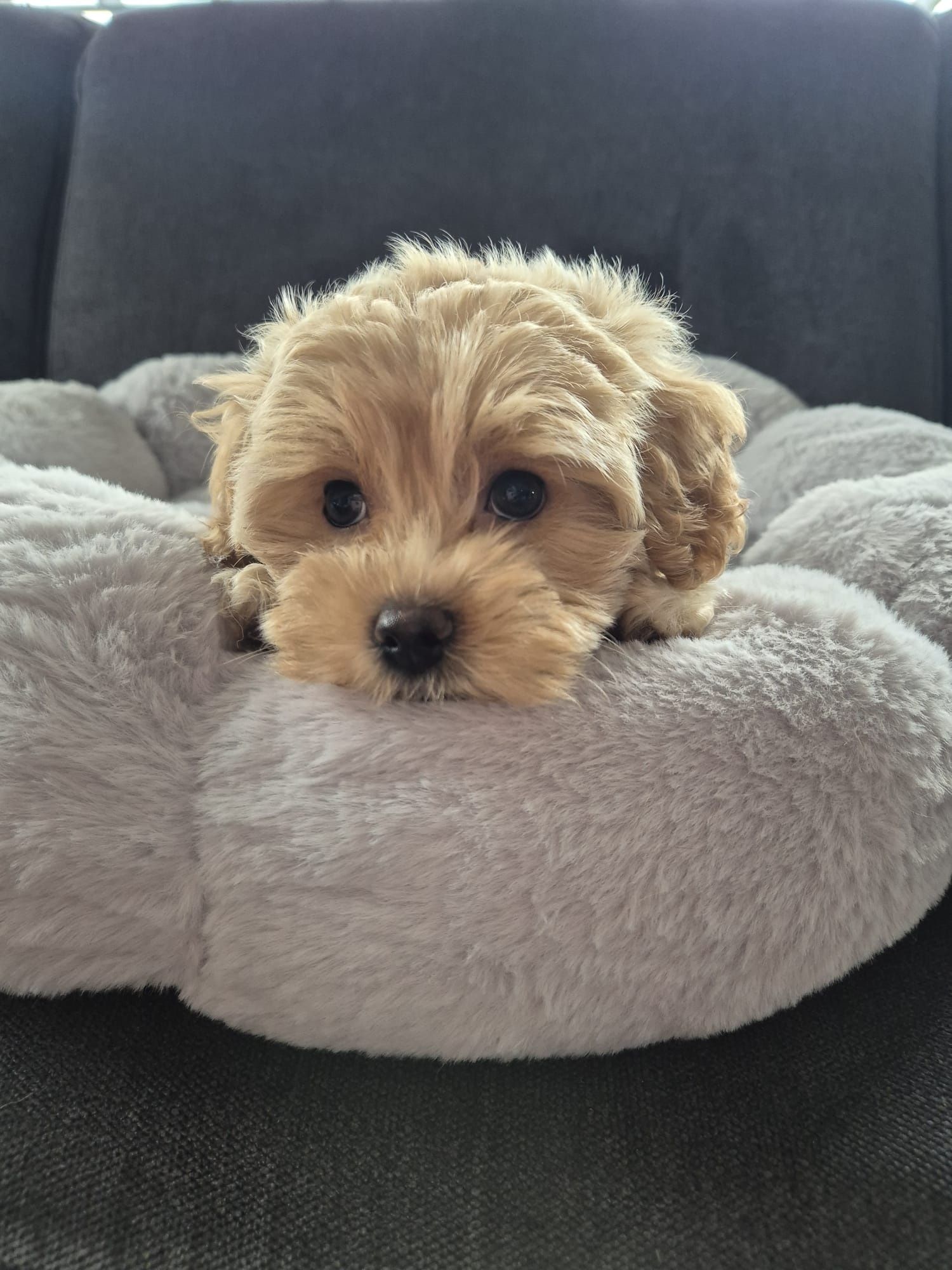CUDOWNY Szczeniak Maltipoo  ! Rodowód + Chip!