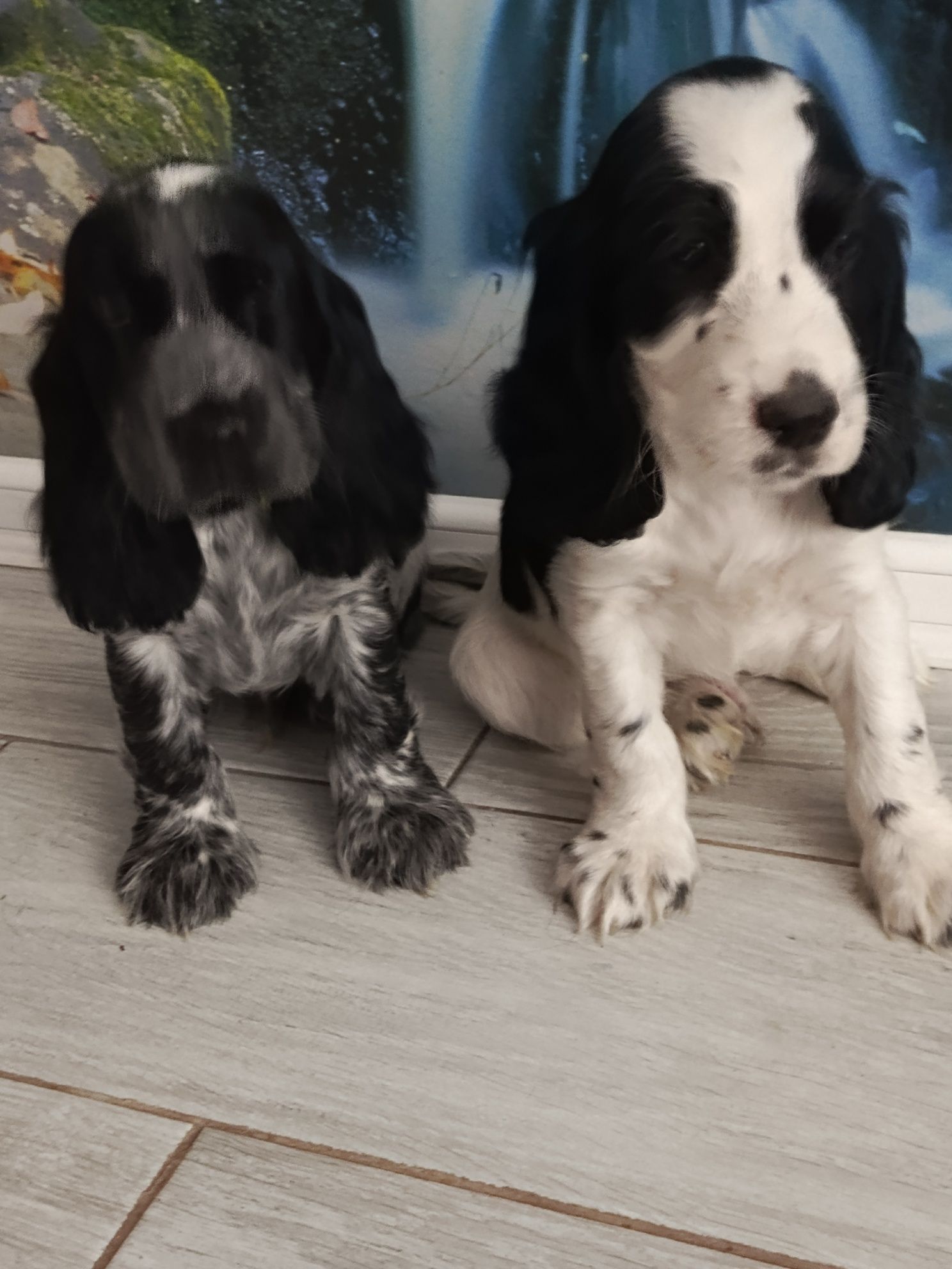 Piesek Cocker Spaniel