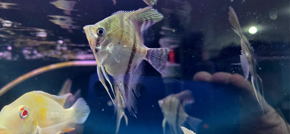 Skalar gujana red dragon/ guyana red dragon