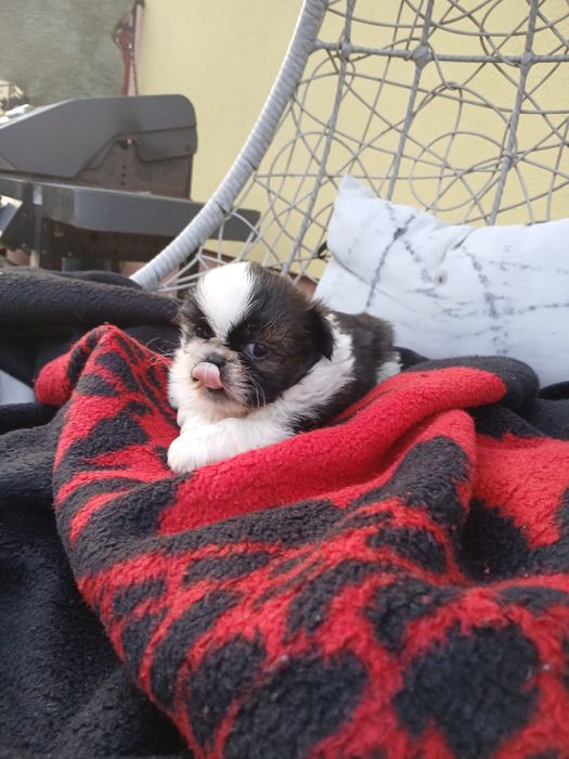 Shih tzu śliczny piesek