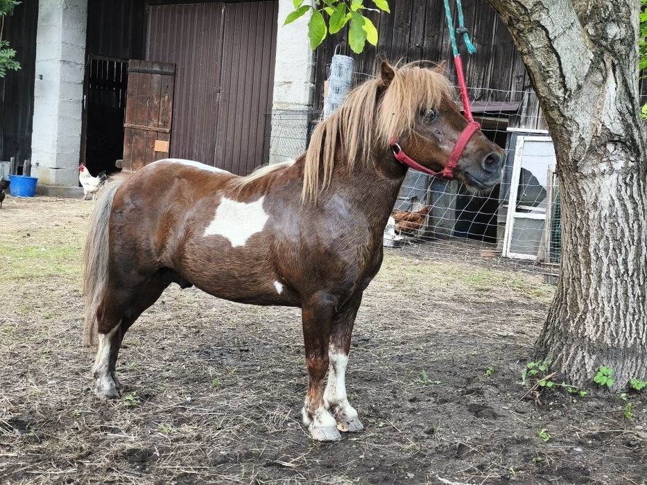 Kucyk dla dzieci spokojny