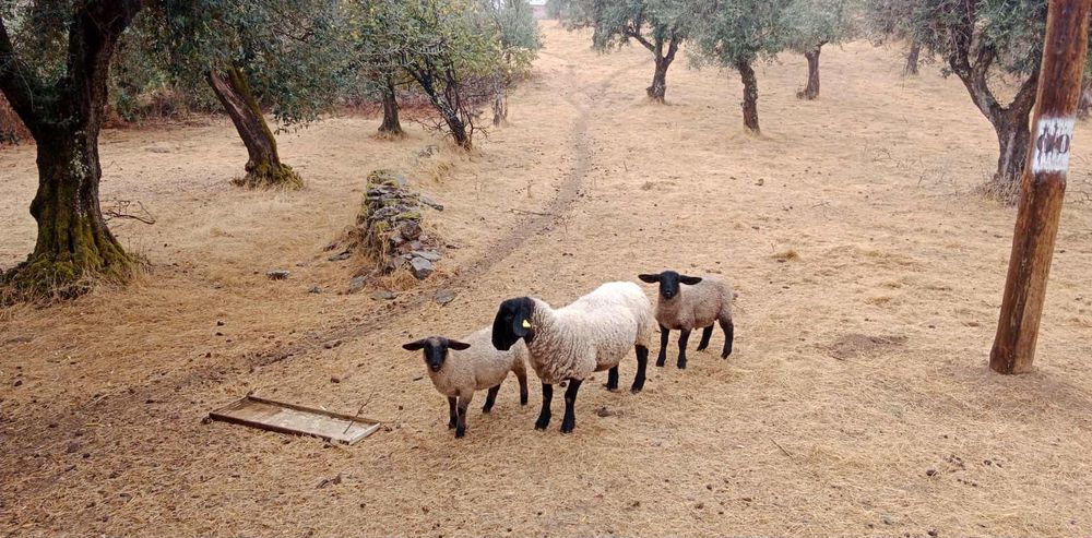 Suffolk inglesa 3 anos para Venda