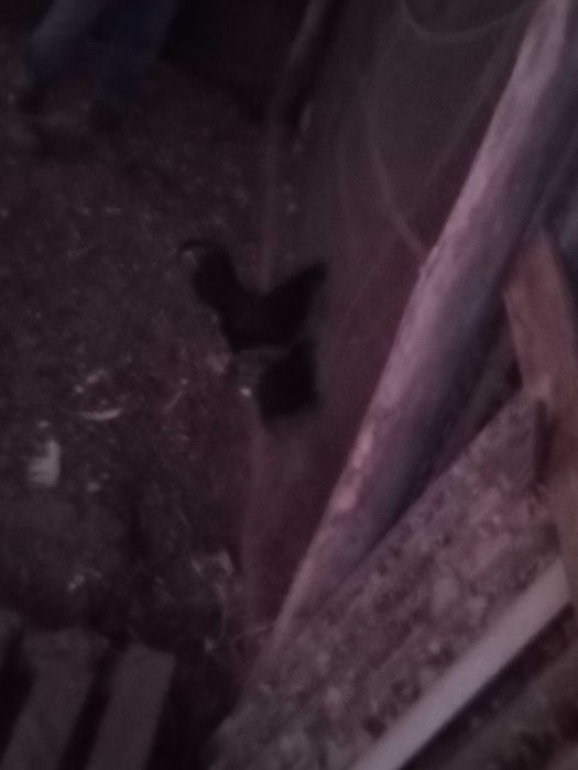 Sprzedam kury koguty Ayami Cemani ozdobne jaja lęgowe, czarne, białe