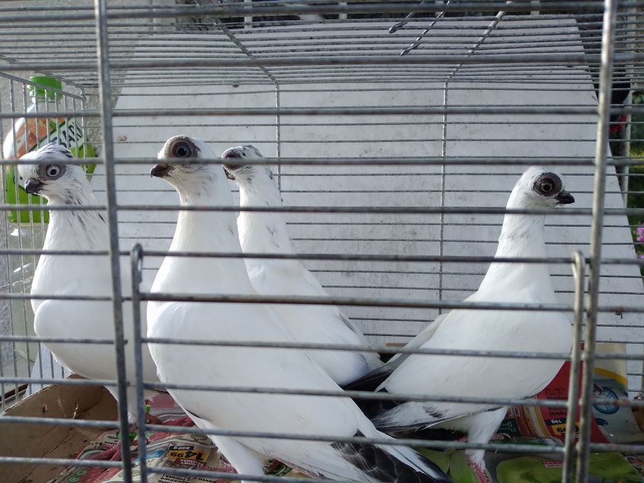 Młode szeki sprzedam