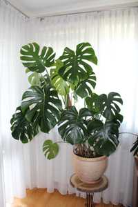 Paroletnia monstera