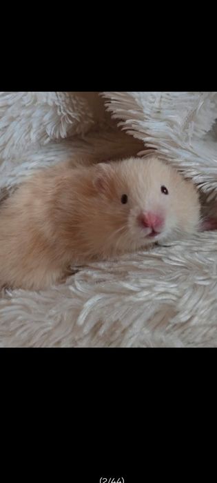 Chomik syryjski długowłosy młodziutkie chomiczki biszkoptowe i białe