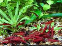 Krewetki neocaridina Sakura