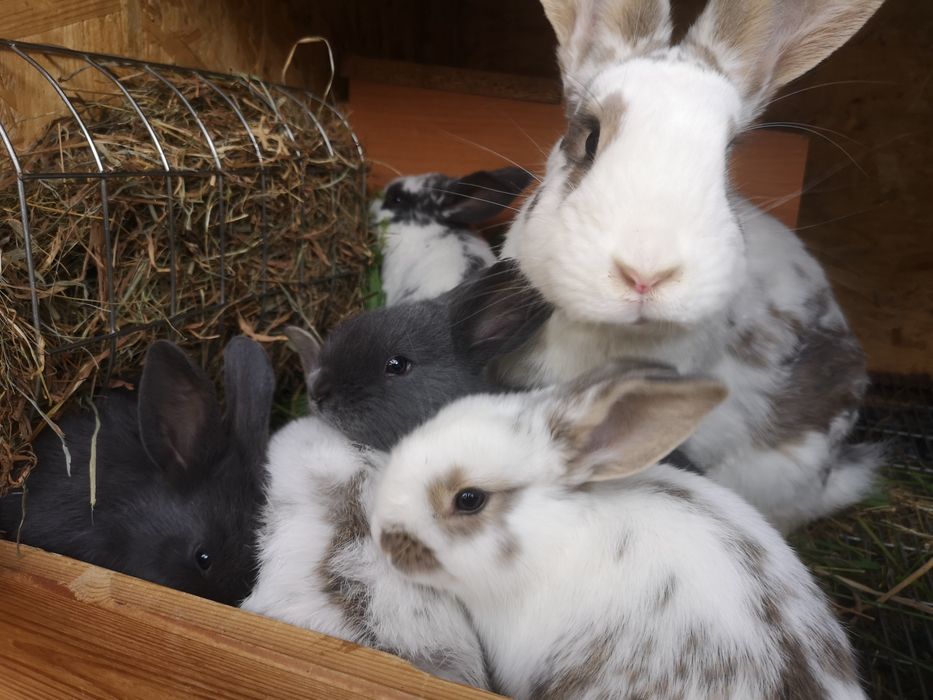 Kuna wielka, Wiedeński niebieski, mieszańce, króliki